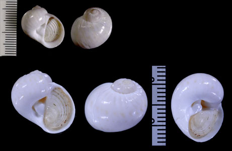 ミダレシマタマ Naticarius zonalis small
