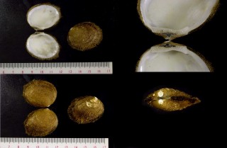 ミノシラスナガイ Limopsis uwadokoi small