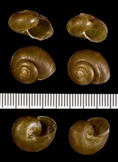 イワテビロウドマイマイ Nipponochloritis oscitans iwatensis small