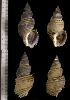 カワムラワダチバイ 河村轍? Ancistrolepis kawamurai small