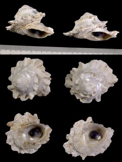 ヒレビロハグルマウラウズ Astralium pileolum small