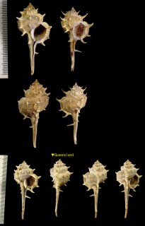ゴウシュウツブリボラ Murex brevispina macgillivrayi small