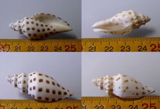 キサキリュウグウボラの一型 Scaphella robusta marionae small
