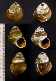 クサイロギンエビス Bathybembix aeola small