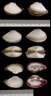 クチベニガイ 口紅貝 Solidicorbula erythrodon small