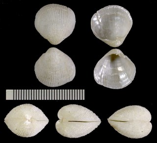 ギンスナゴ 銀砂子貝 Euciroa crassa small