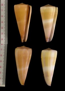 サオトメイモ Conus coelinae small