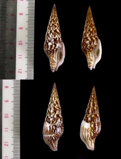 プーケットマツムシ Cotonopsis phuketensis small