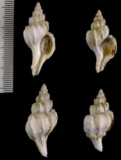 ツノオリイレ cf. 角折入 Boreotrophon candelabrum small