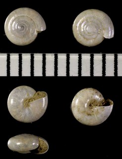 ハリガイの仲間03 Vitrea subrimata small