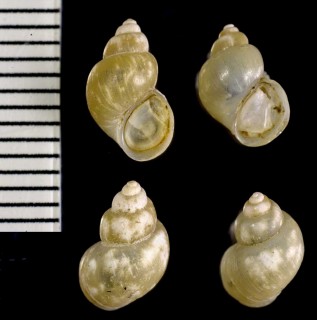 エゾマメタニシの仲間02 Bithynia phialensis small