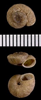 マデイラのエスカルゴの仲間10 Spirorbula obtecta small