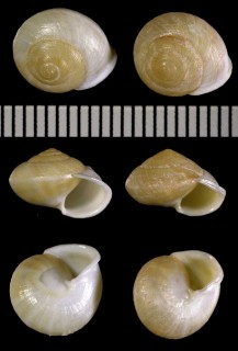 アングラタヤマキサゴ (仮称) Helicina angulata small