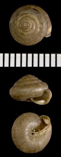 マツゲコマイマイの仲間 Trichia unidentata small