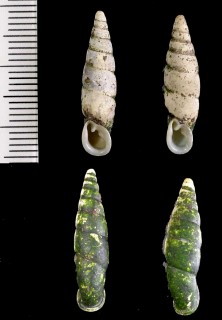 コハゲギセル Pinguiphaedusa attrita infausta small