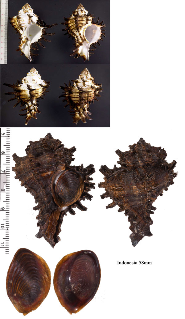 ノシメガンゼキボラ Hexaplex cichoreum small