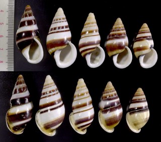 アランペスタケノコマイマイ (仮称) Chrysallis alampes small