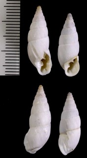 アラハダマイマイの仲間 Spixia doello-juradoi small