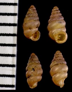 トサゴマガイ Diplommatina tosana small