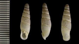 クロズギセル Mundiphaedusa kurozuensis small