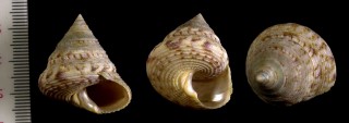 チャガスリエビス Astele speciosum small