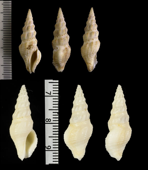 インドのモミジボラの仲間 Inquisitor incertus small