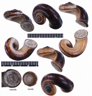 パプアクチヒレアツブタ 未詳 Opisthoporus sp. small
