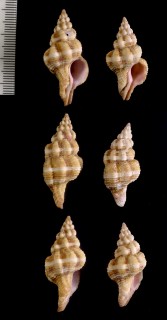 ナサバイツノマタ Latirus nassoides small