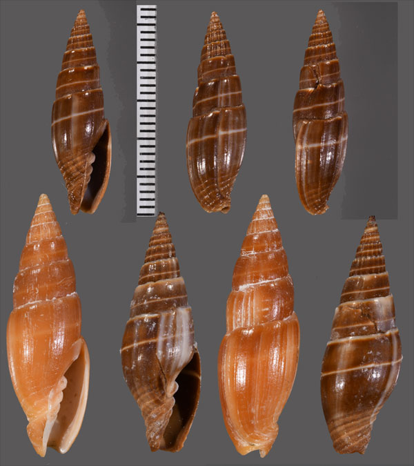 ミガキチャイロツクシ Vexillum acuminatum polita small