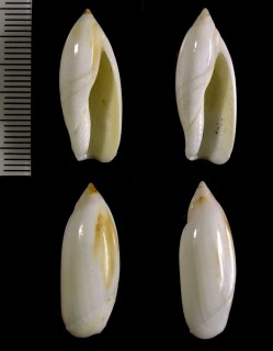シロリュウグウボタル Ancilla ampla ampla small