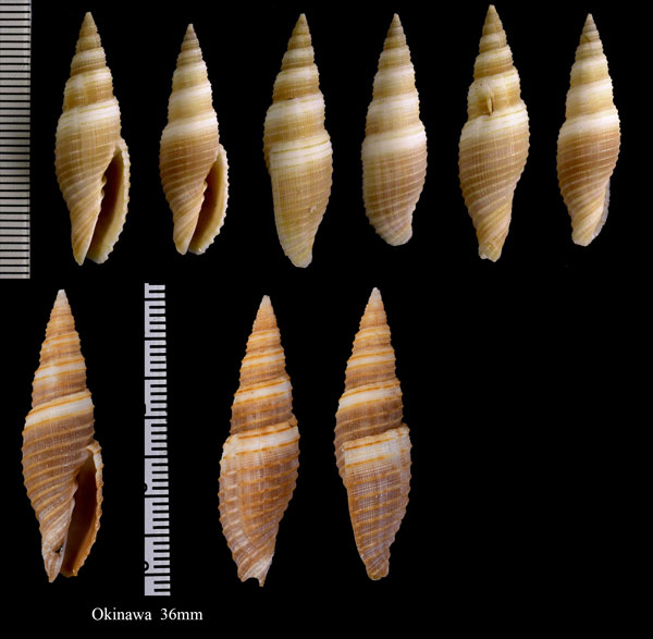 アサイトマキフデ Neocancilla circula small