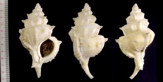 セキトリハッキ (セキトリハツキ) Siratus pliciferoides propinquus small