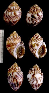 ベンガルバイの一種 Babylonia valentiana small