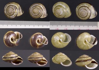 サドマイマイ 佐渡蝸牛 Euhadra sadoensis small
