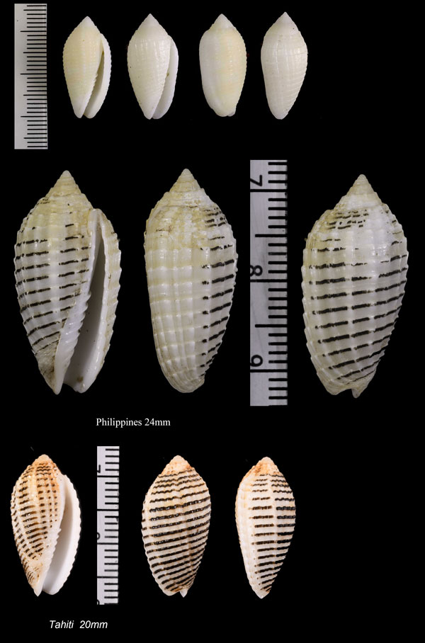 ゴバンメイモフデ Pterygia fenestrata small