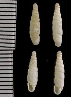 カザアナギセル 風穴煙管 Neophaedusa spelaeonis small