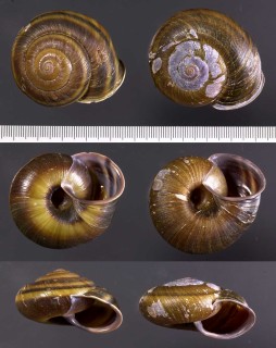 クマノマイマイ Euhadra nachicola small