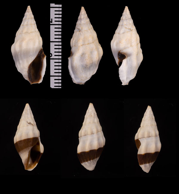 ヒトスジツノクダマキ Clavus unizonalis small