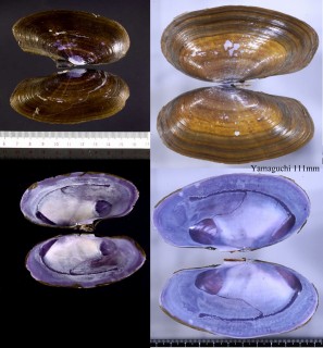 ムラサキガイ Soletellina diphos small