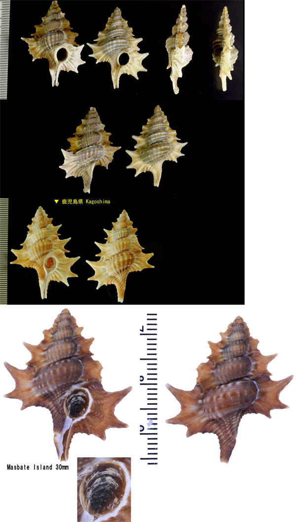 クビレマツカワガイ 縊れ松皮 Gyrineum pulchra small