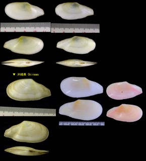ダイミョウガイ Pharaonella perna small