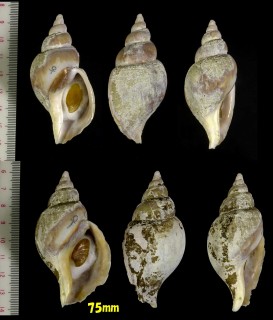 リクゼンボラ 陸前法螺 Volutopsius hirasei small