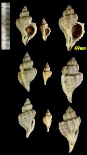 オウウヨウラク 奥羽瓔珞 Ceratostoma inornatus small