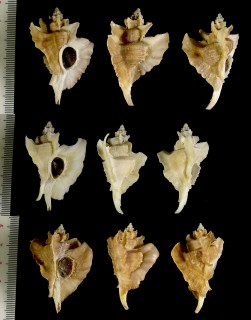 ヨウラクガイ 瓔珞貝 Pteropurpura falcata small