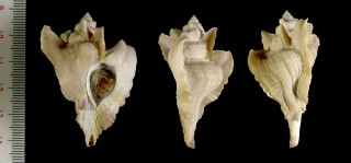 タカノハヨウラク 鷹之羽瓔珞 Pteropurpura plorator small
