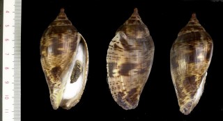 ゴマフボラ Harpulina lapponica small