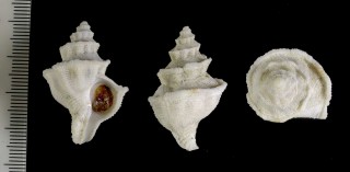 トウガタミズスイ Mipus gyratus small