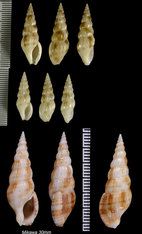 ツヤシャジク Horaiclavus splendidus small