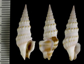 ピルスブリツノクダマキ Imaclava pilsbryi small