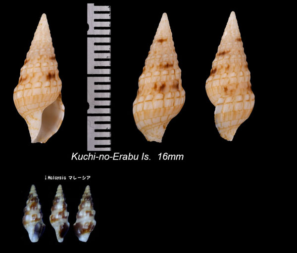カササギクダマキ 鵲管巻 Clavus pica small